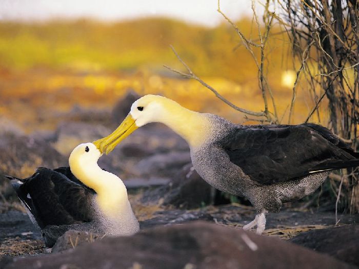Пара галапагосских альбатросов